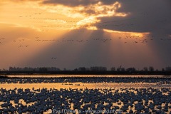 Snow Geese Snow Geese