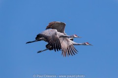Sandhill Cranes