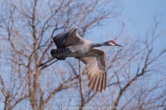 Sandhill Cranes