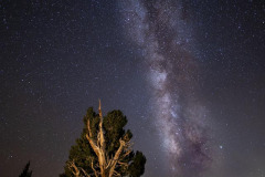 Bristlecone Pine and Milkyway