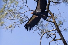 California Condor