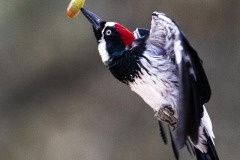 Acorn Woodpecker Acorn Woodpecker