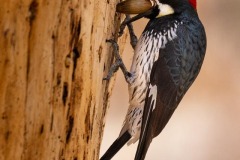 Acorn Woodpecker