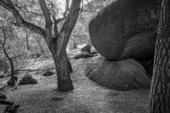 Oak and Rock B&W