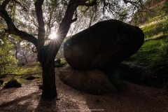 Oak and Rock