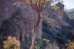 Madrone