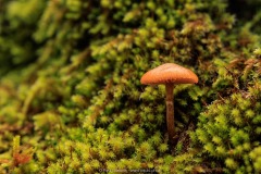 Mushroom