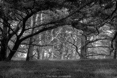 Cypress Trail 1 B&W Cypress Trail 1 B&W