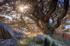 Cypress Grove