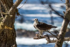Osprey Point Lobos
