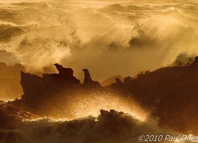 Punta de los Lobos Marinos