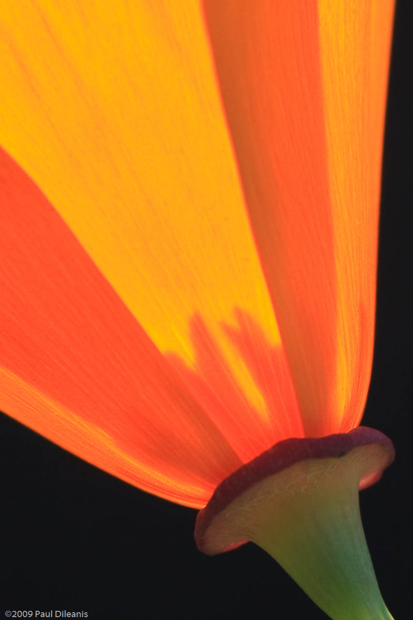 Photographing Wildflowers