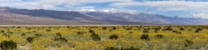 2026 Death Valley Wildflower Forecasts