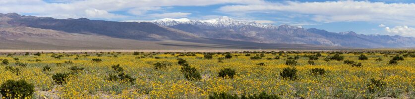 2026 Death Valley Wildflower Forecasts
