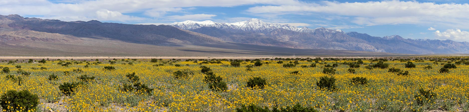 2026 Death Valley Wildflower Forecasts